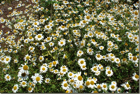 Flores VIII