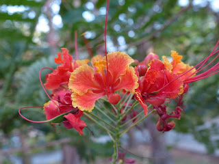 Caesalpinia pulcherrima - Petit flamboyant