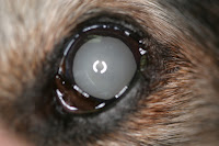 Dog Eye Disease3