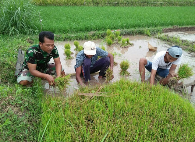 Benih Padi Jadi Sarana Babinsa Memotifasi Petani