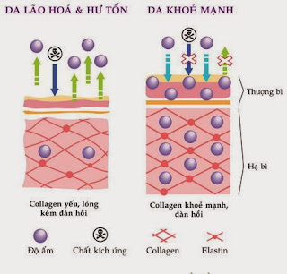 collagen tuoi