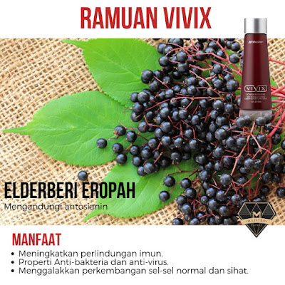 elderberry ramuan vivix