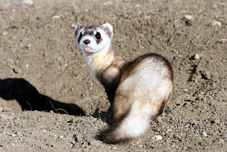 ferret