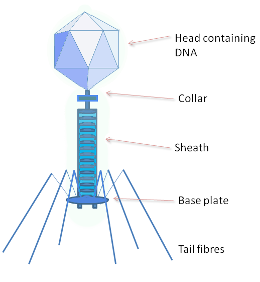 Image result for bacteriophage labelled