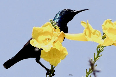 Purple Sunbird