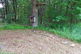 A mowed front yard for the Little Free Library in the Woods 