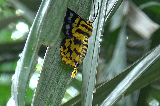 Dlium Dasih tiger moth (Dysphania subrepleta)