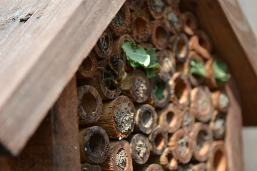Busy bee working hard on her new house