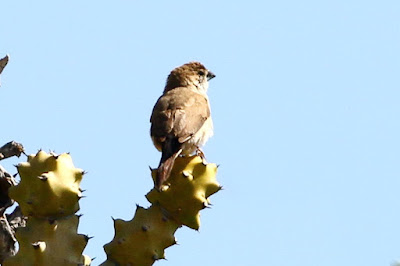 "Indian Silverbill - Euodice malabarica, resident, perched atop a cactus with a sky blue background,"