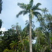 View album