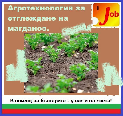Агротехнология за отглеждане на магданоз