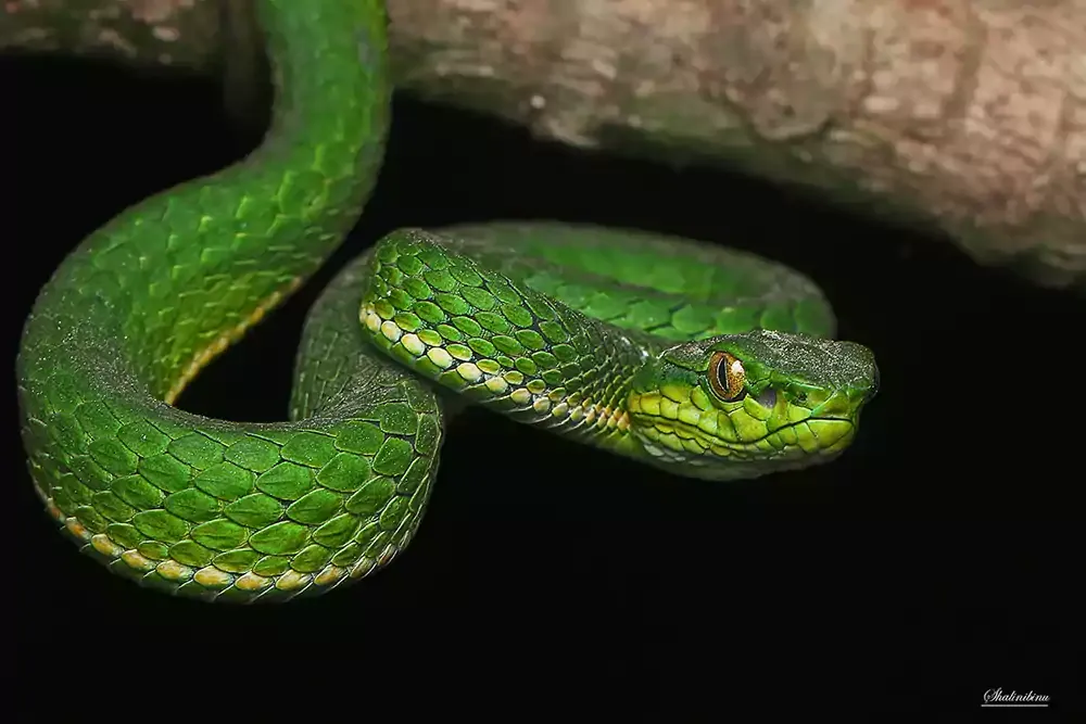 Large scaled Pit Viper from Munnar