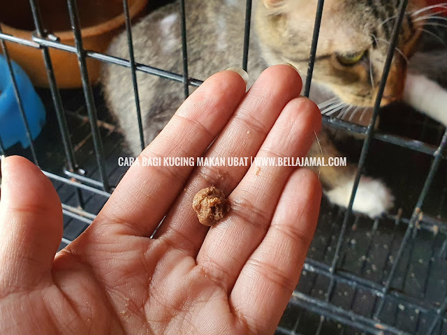 Cara & Tips Memberi Kucing Makan Ubat