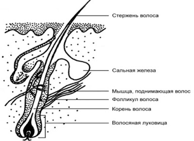 Схема строения волоса