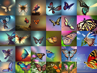 Hd Butterfly Images Download for Free | Best Butterfly Dp Pics in 2022