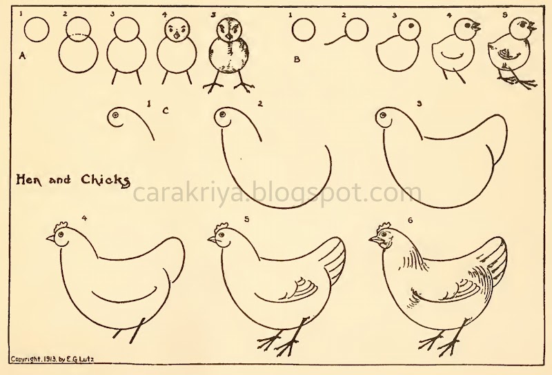 25+ Cara Menggambar Hewan Ayam