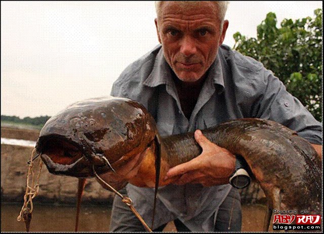 goliath tiger fish river monsters. Not a pretty fish, the African