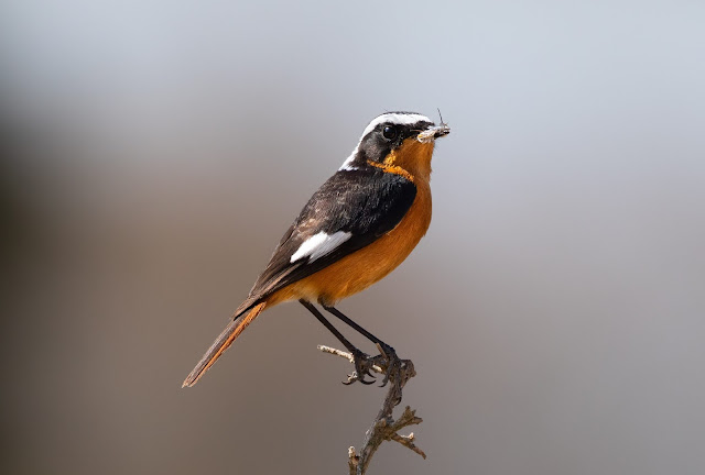 Moussier's Redstart - Souss Massa National Park, Morocco