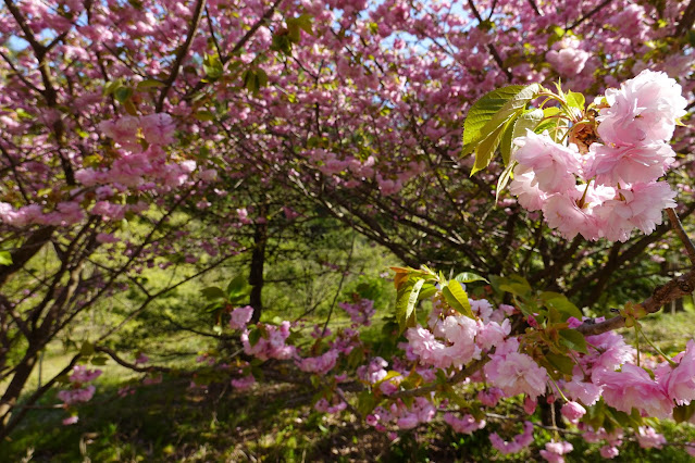 別所川渓流植物園　ヤエザクラ（八重桜）