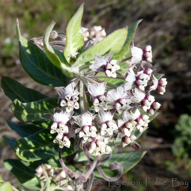 Milkweed 2012