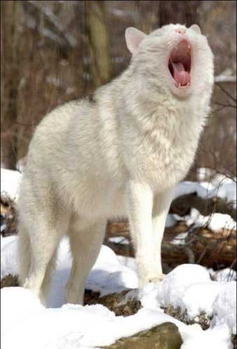 Что за птица, что за зверь?