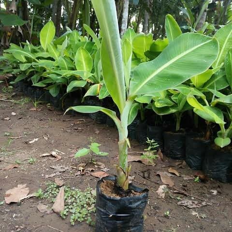 bibit pohon pisang raja melayani partai Palangka Raya