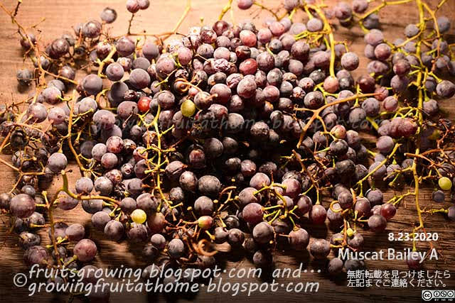 ブドウ マスカットベーリーAの収穫 有機無農薬栽培
