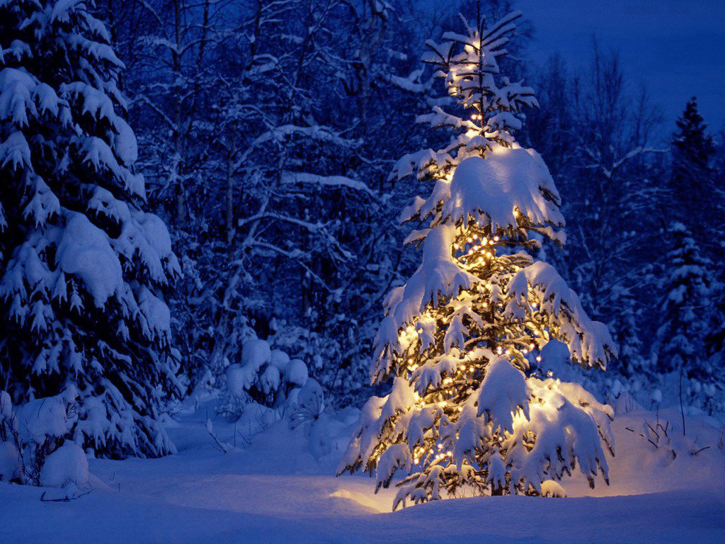 Mewarnai Pohon Natal Mewarnai Gambar