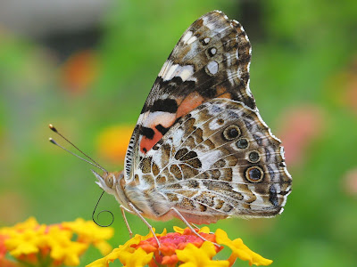 Beautiful Butterfly Normal Resolution Wallpaper 6