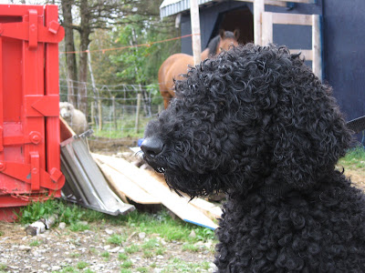 C'est un caniche royal ou standard Le caniche est le 2e sur la liste 