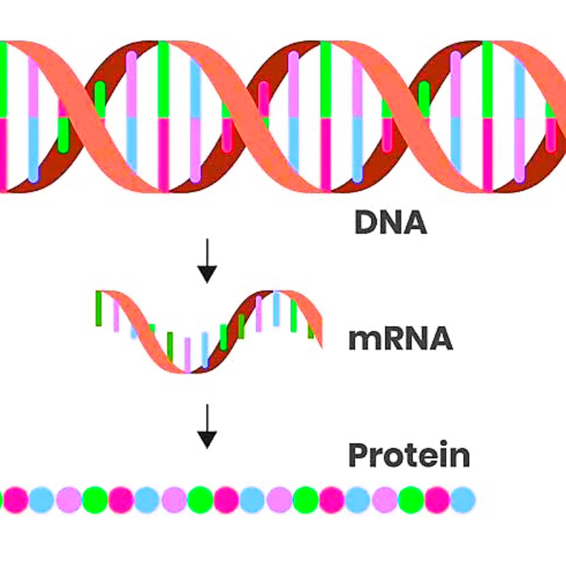 What is mrna technology?