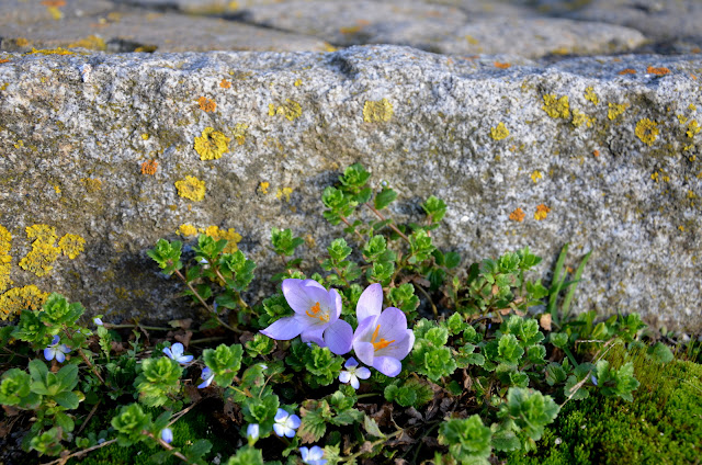 Hellblaue Krokus-Blüten zwischen frischem Grün.