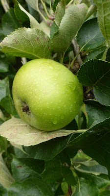 raindrops on green apple