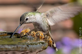 a hummingbird and some bees drinking from the same water source