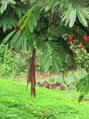 the pride of Burma, Amherstia nobilis