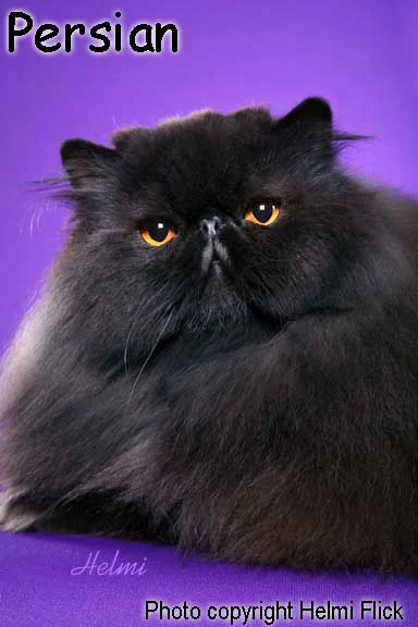 Black Persian Cat