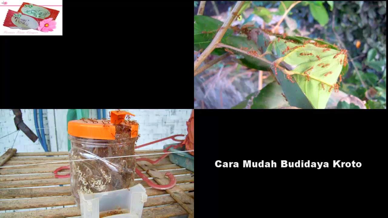  Video Cara Mudah Budidaya Kroto Dalam Toples