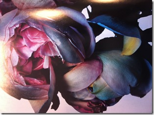 ShockBlast_Rose_2003_by_nick_knight1