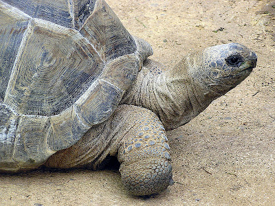 tortoise 7 Binatang Yang Hidup Ratusan Tahun