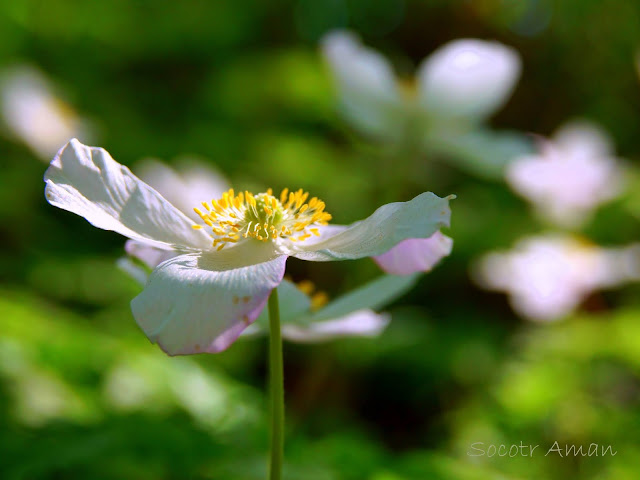 Anemone nikoensis