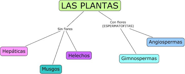 Resultado de imagen de esquemas de las plantas