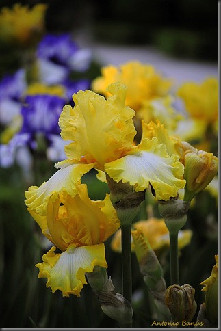 4 IS'T MAGIC_DSC4909X1