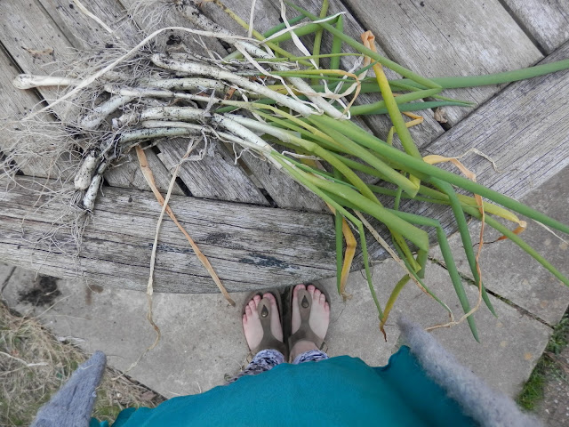 My homegrown garden harvest.  Spring onion, rainbow chard, perpetual spinach and baby onions and garlic.  secondhandsusie.blogspot.com