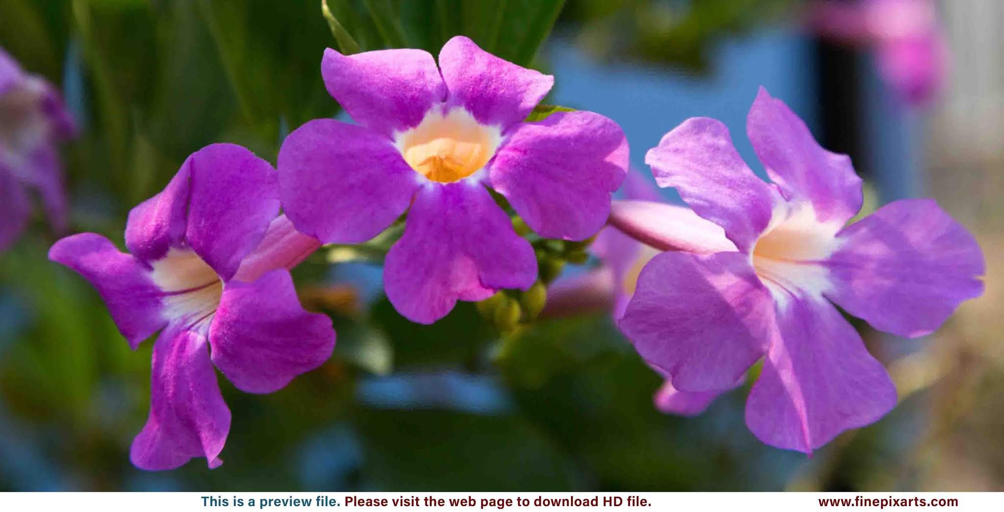 Petunia Flowers 00001