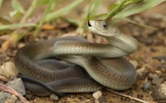 Know about the 10 World's Most Aggressive Animals