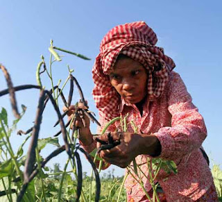 Growing and harvesting green grams also known as mung beans