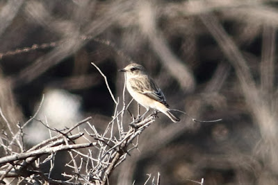 Siberian Stonechat