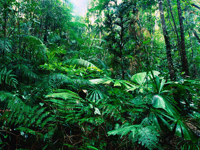 Mengenal Hewan dan Tumbuhan  Bioma Hutan  Hujan Tropis