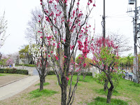 大阪城桃園（Peach Grove）