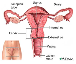 anatomi uterus